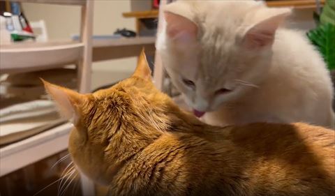 舌だして茶トラ猫の背中見てる子猫