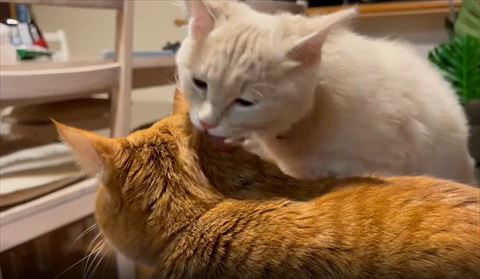 茶トラ猫の後頭部なめてる子猫