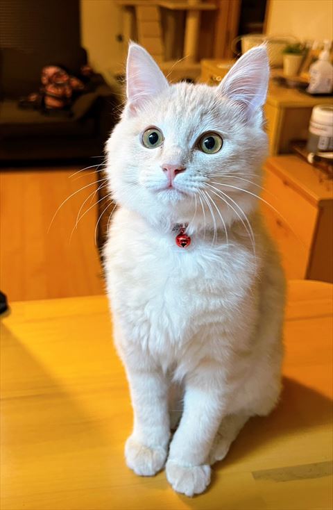 お座りしてる子猫