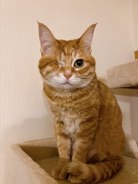 茶トラ猫お座り