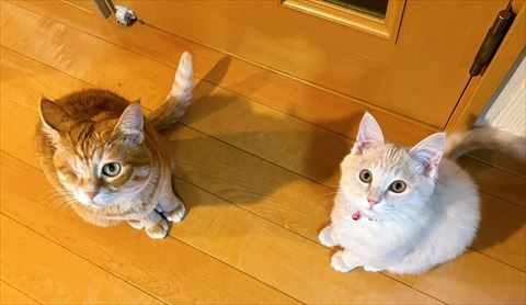 お座りする2匹の猫