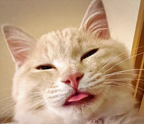 舌だしてアップの子猫