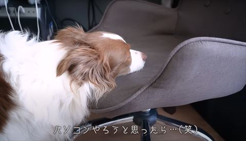 お兄ちゃん大好き犬