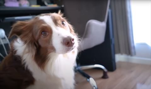 振り返るワンコ