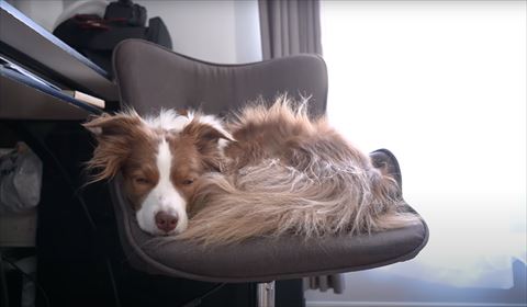 イスの上で丸くなって寝てるワンコ