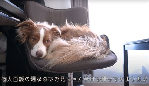 半日で帰って来ましたテロップ