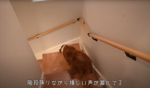 階段を下りるワンコ