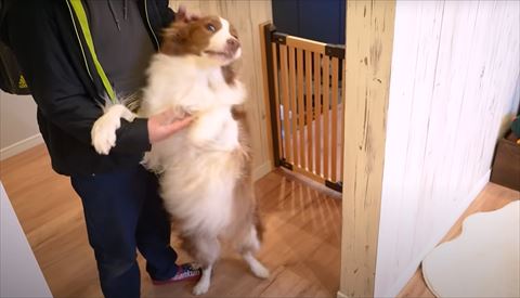 立ち上がってお兄ちゃんになでられるワンコ正面