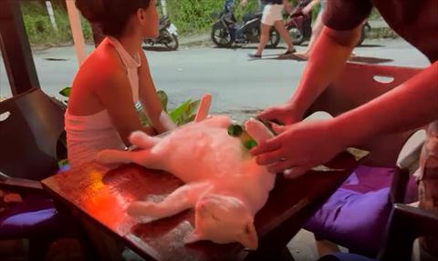 猫の腕にビンを置こうとする男性