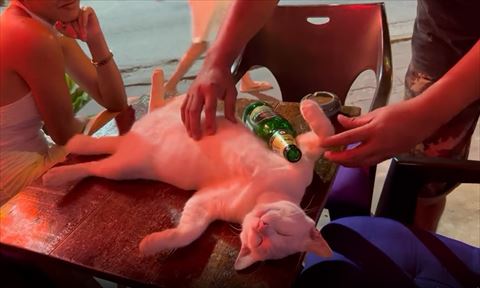 おなかをなでられる猫