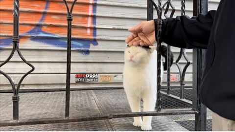 頭をなでられる猫