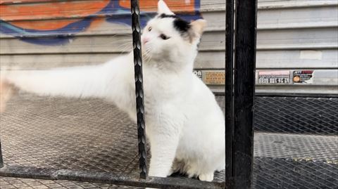 右前足をつきだす猫ちゃん