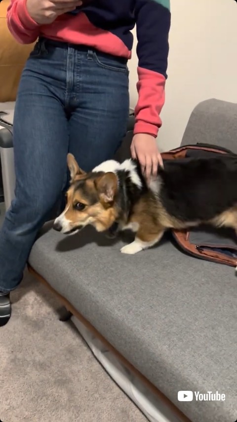 なだめられる犬