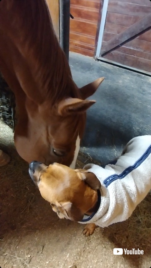 顔をくっつける犬と馬