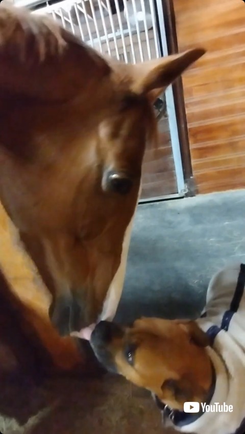 馬の顔をなめる犬