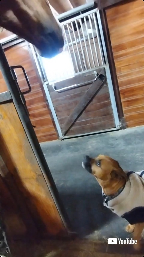 馬を見上げる犬