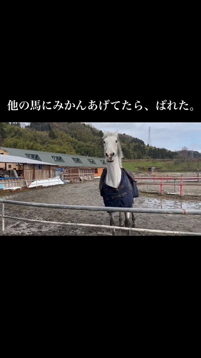 ねだる馬