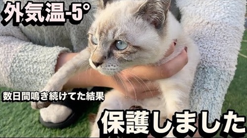 庭で凍えていた子猫を保護