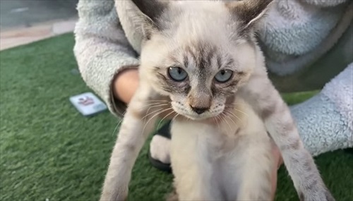 庭で凍えていた子猫を保護