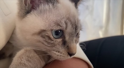 庭で凍えていた子猫を保護