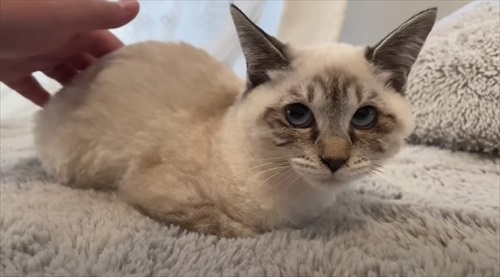 庭で凍えていた子猫を保護