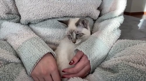 庭で凍えていた子猫を保護