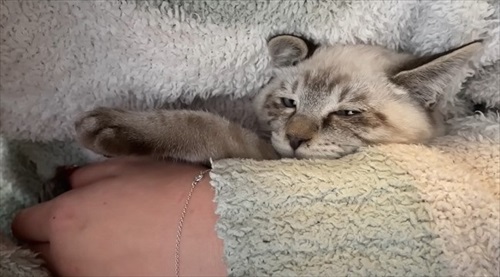 庭で凍えていた子猫を保護