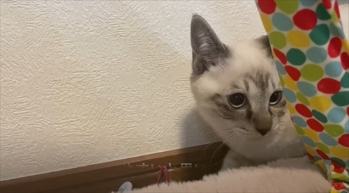 庭で凍えていた子猫を保護