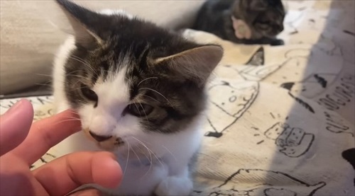 庭で凍えていた子猫を保護