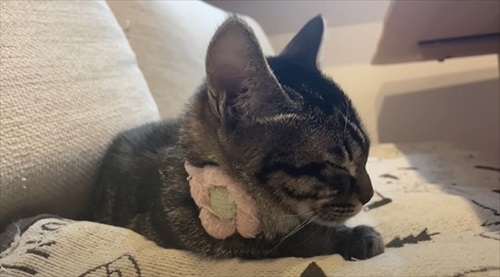 庭で凍えていた子猫を保護