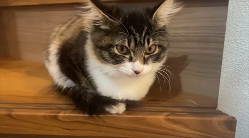 庭で凍えていた子猫を保護