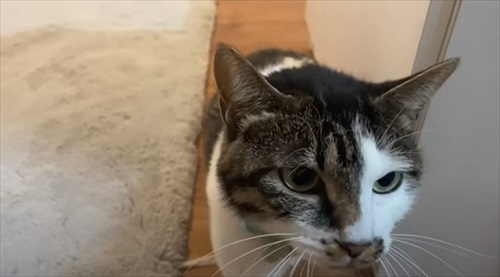 庭で凍えていた子猫を保護