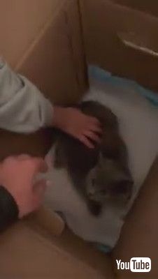 「A Boy And His New Kitten || ViralHog」