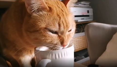 水飲む猫ちゃん斜めから