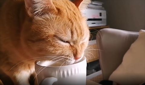 眉間にシワよせて水飲む猫ちゃん斜めから