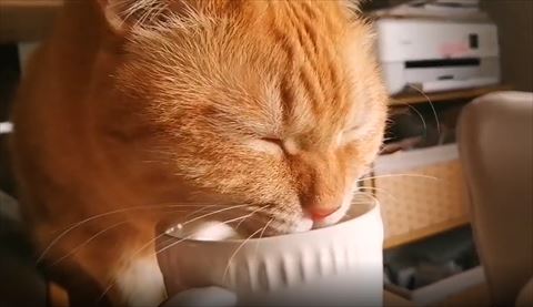 幸せそうに水のむ猫ちゃん