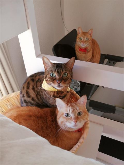 カメラ目線3匹ねこちゃん