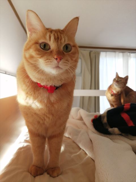 布団の上で4足立ち