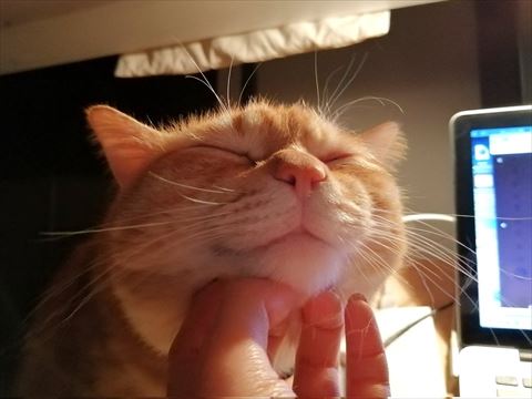 アゴなでられる猫ちゃん