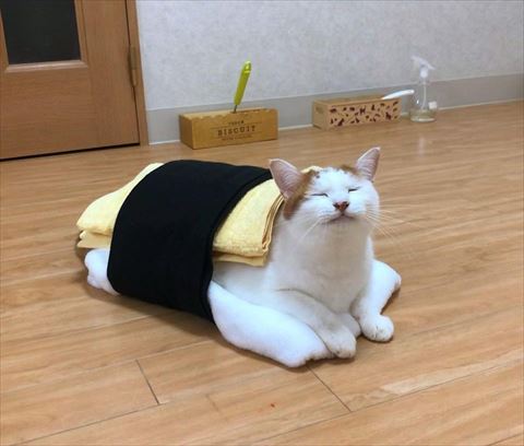 ぎょくになる猫ちゃん