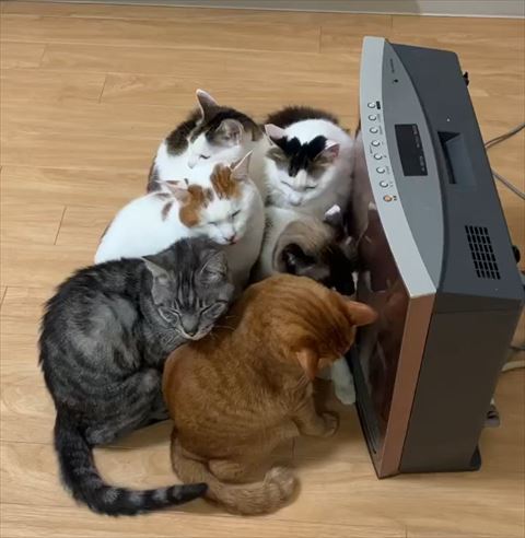 ヒーター前目をつむる猫ちゃんたち横から