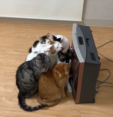 ヒーター前毛づくろいしてる猫ちゃんいる