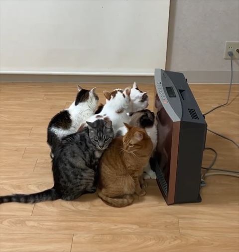 後ろ振り返る茶トラ猫ちゃん