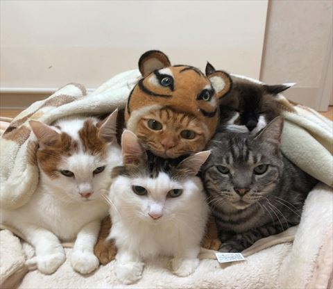 布団に入る5にゃん匹
