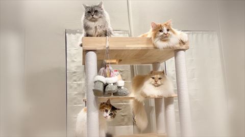 タワーにいる4匹