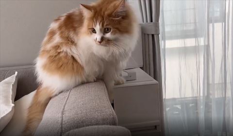 遠くを眺める猫