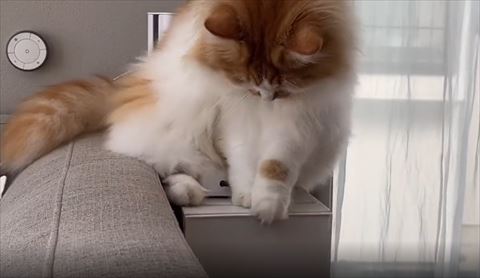 引き出しを前足でさわる猫ちゃん