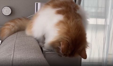 噛んで引き出しあける猫