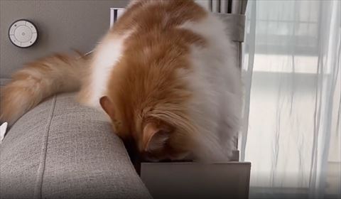引き出しに前足を突っ込む猫