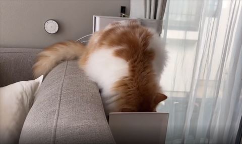 引き出しに顔を入れる猫